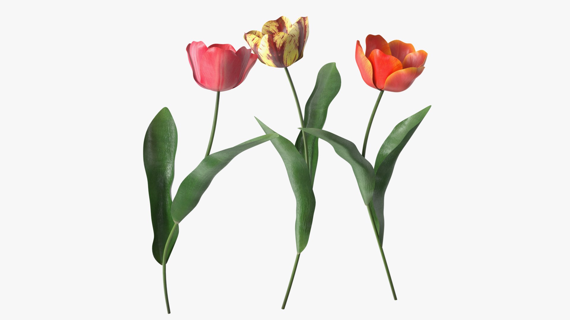 Three Colour Blooming Tulips Set 3D model preview