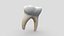 Dente umano