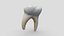 Dente umano