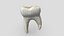 Dente umano