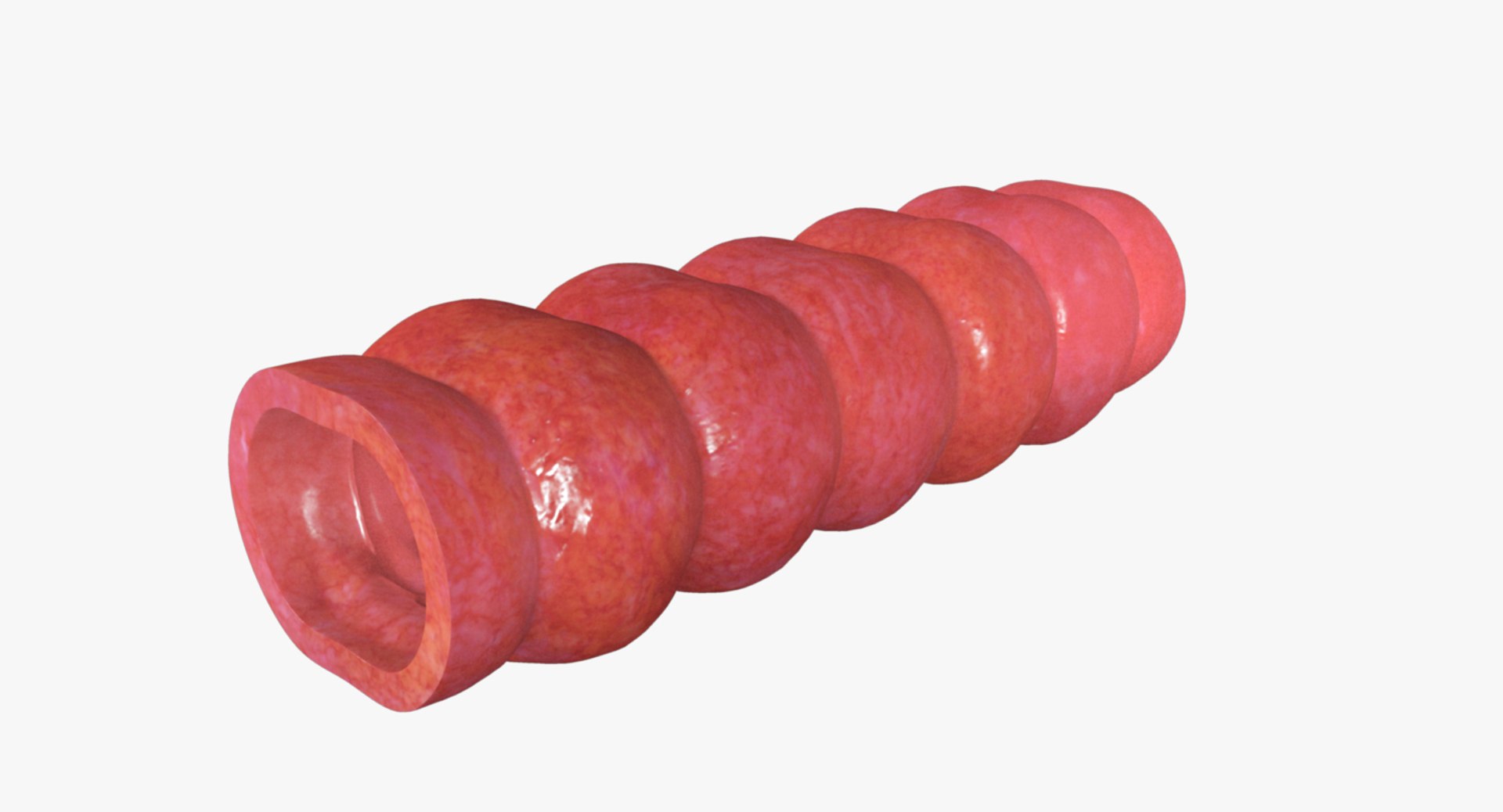 Polyp Digestive 3d Model