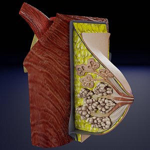 Breast anatomy histology detailed labelled precise to scale