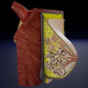 Breast anatomy histology detailed labelled precise to scale
