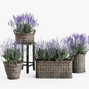 Lavender in Wicker Baskets 3D model