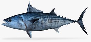 3D bonito fish