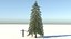 Abies Fraseri Tree