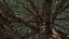 Abies Fraseri Tree