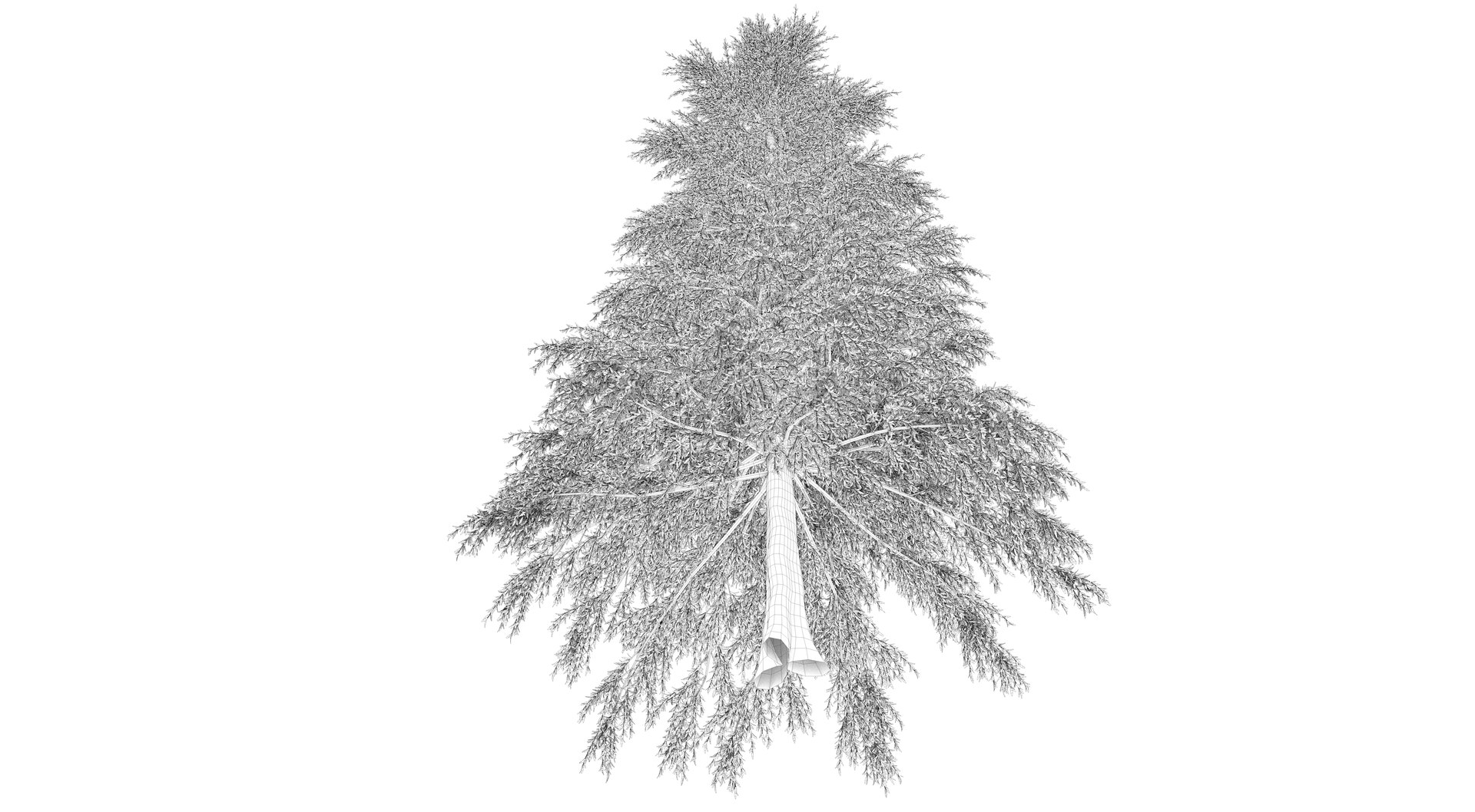 abies fraseri tree plant model https://p.turbosquid.com/ts-thumb/h2/n8JCPD/O2SVvwuJ/render001_0002/png/1609924232/1920x1080/fit_q87/1d2319cb5733f93509289df31ea5ecb6bea6cc8f/render001_0002.jpg