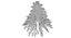 Abies Fraseri Tree