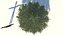 Abies Fraseri Tree