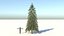 Abies Fraseri Tree