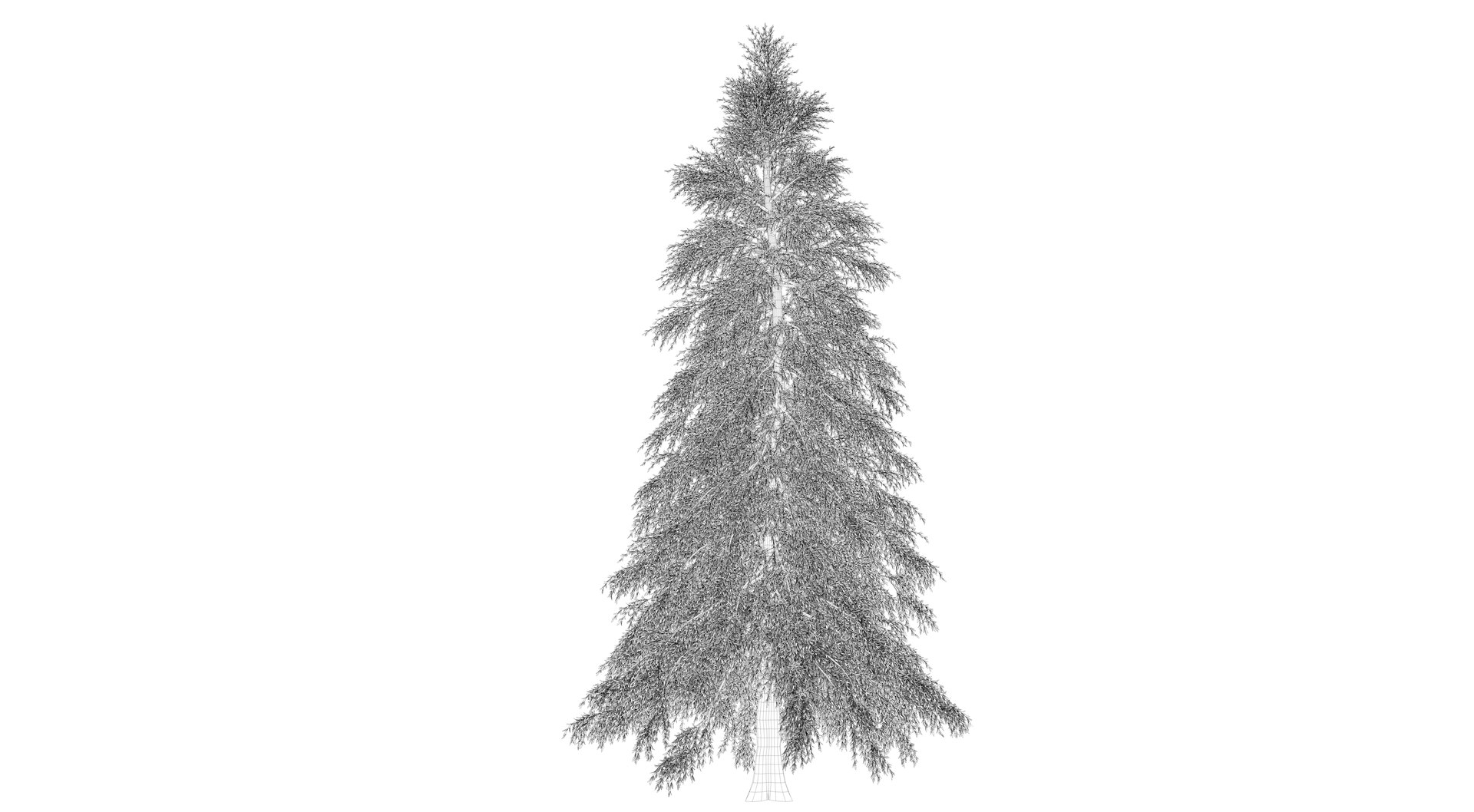 abies fraseri tree plant model https://p.turbosquid.com/ts-thumb/h2/n8JCPD/Y4pcc9Bl/render001_0000/png/1609924231/1920x1080/fit_q87/17b05aa68f7671db4548c999f0e0c7512830563c/render001_0000.jpg