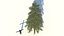 Abies Fraseri Tree