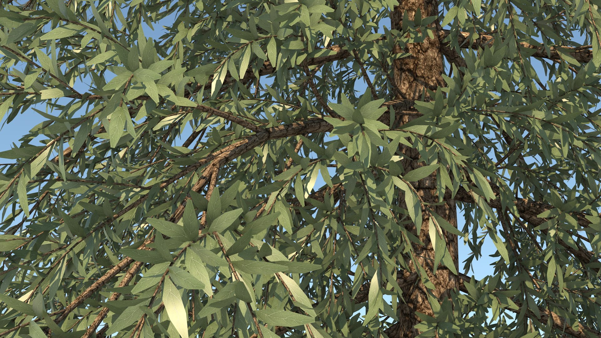 abies fraseri tree plant model https://p.turbosquid.com/ts-thumb/h2/n8JCPD/eMunXxfg/9/jpg/1609922994/1920x1080/fit_q87/5b069ecf1ef5e0275555268f71912f24fa2d9eaa/9.jpg