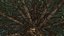 Abies Fraseri Tree