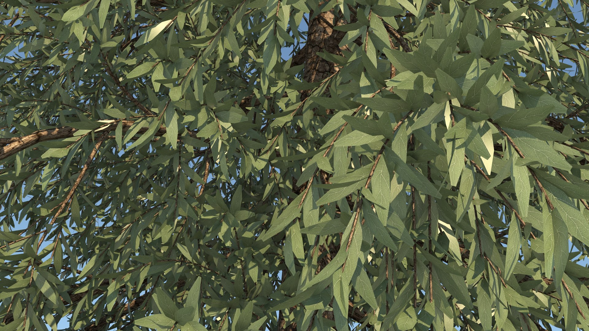 abies fraseri tree plant model https://p.turbosquid.com/ts-thumb/h2/n8JCPD/nBXd7D90/8/jpg/1609922994/1920x1080/fit_q87/f49372112a5578d5c051f5786a37c7e588185547/8.jpg