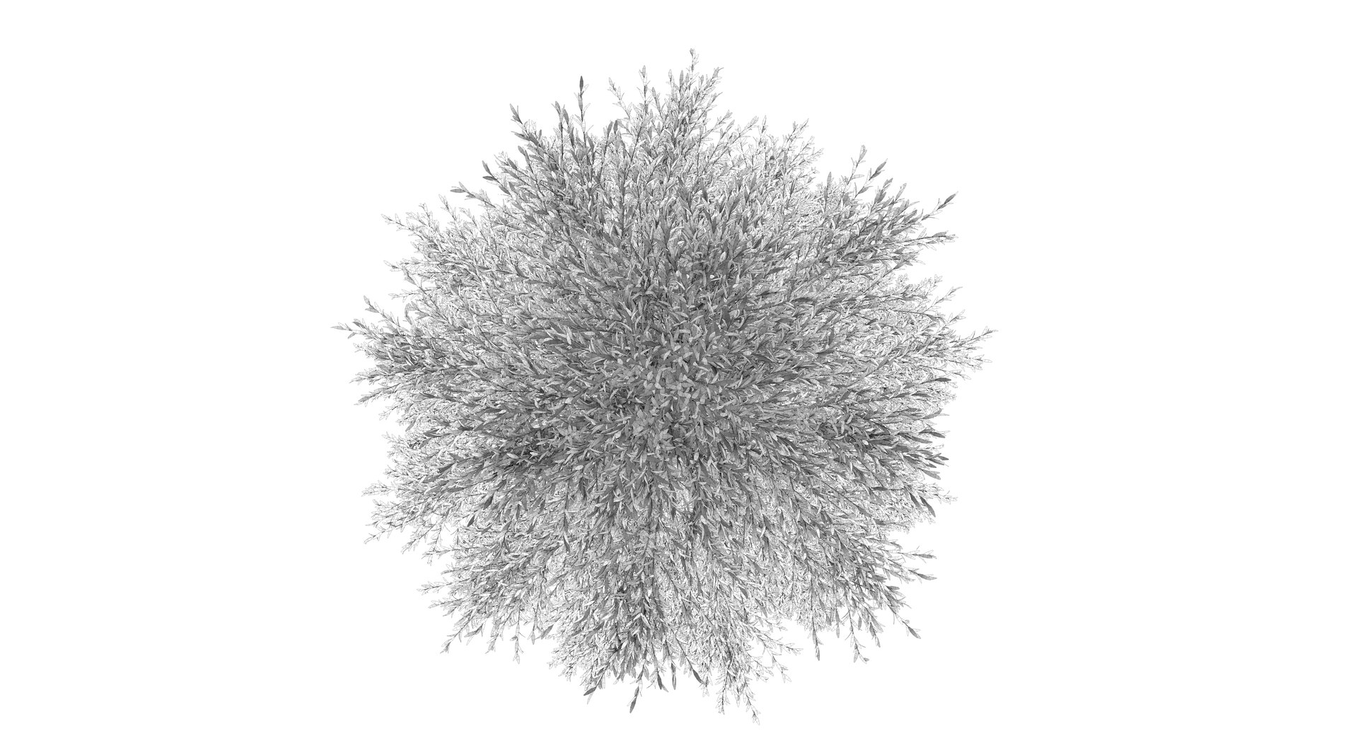 abies fraseri tree plant model https://p.turbosquid.com/ts-thumb/h2/n8JCPD/qpLNIEBU/render001_0005/png/1609924232/1920x1080/fit_q87/150d6cf7b46dcdc5275333f2b164254f2e51938e/render001_0005.jpg