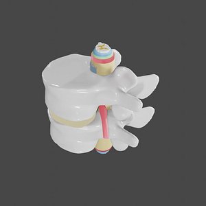 spine lumbar vertebra 3D model