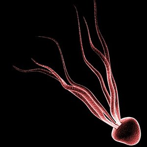 microscopic jellyfish cell 1 3d model