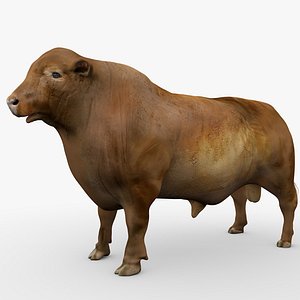 3D RED ANGUS Rigged L2062