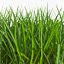 Grass 2