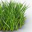 Grass 2