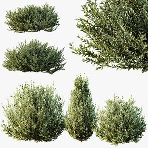 3D AV Gray Box Westringia Fruticosa Coastal Rosemary and Montra Olive Bushes