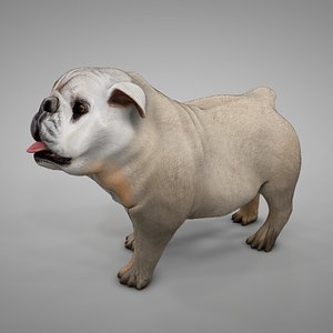 British Bulldog beige with white grey and brown spots L247