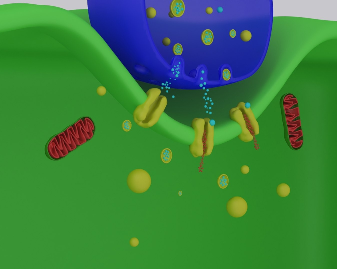 Synapse Neuron 3D Model - TurboSquid 1326126