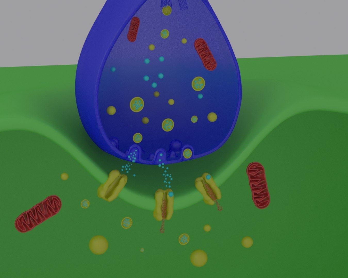 Synapse Neuron 3D Model - TurboSquid 1326126