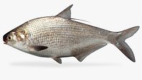 Dorosoma cepedianum Gizzard Shad