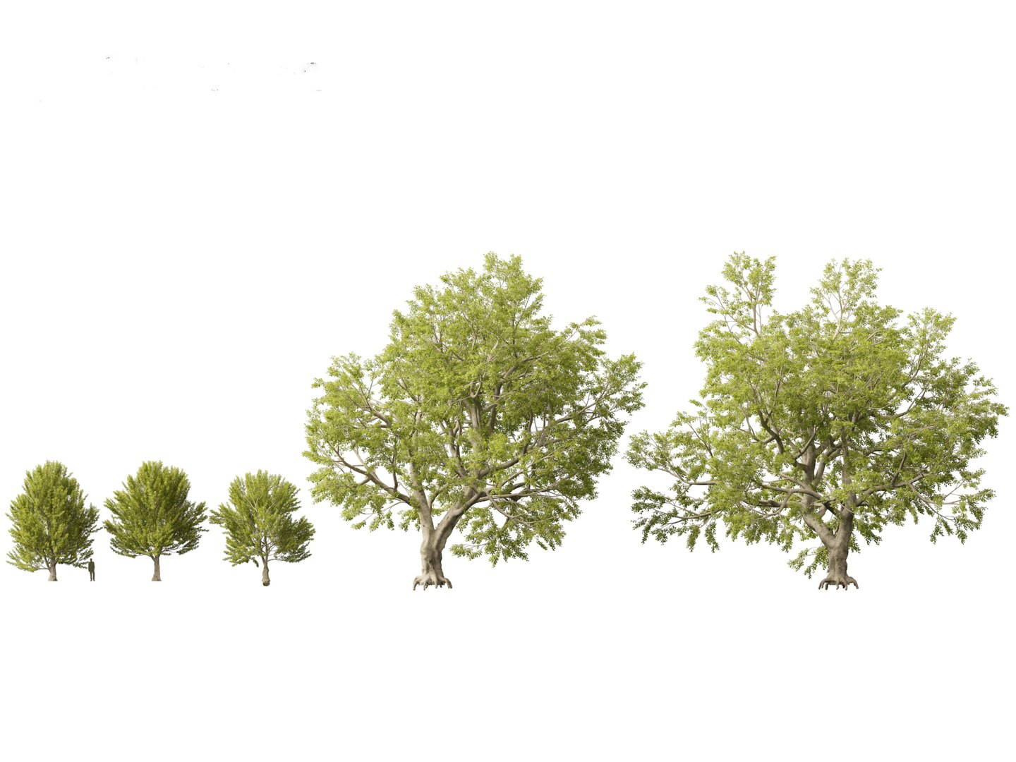 Fagus Sylvatica - European Beech 02 Model - TurboSquid 2153533