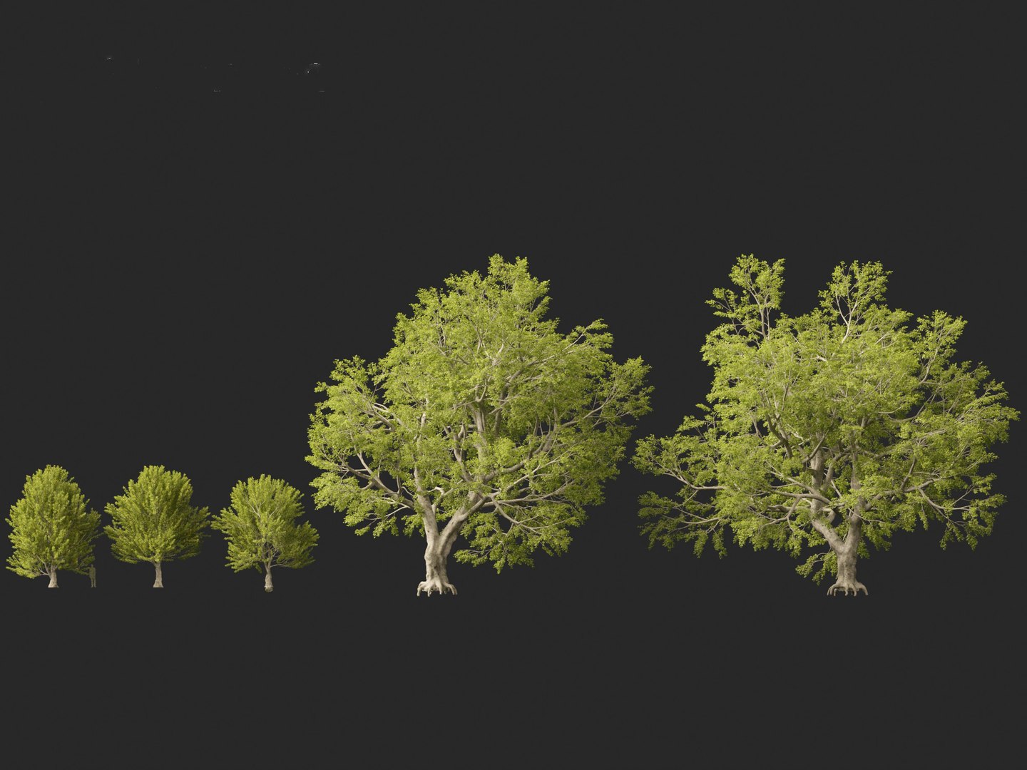 Fagus Sylvatica - European Beech 02 Model - TurboSquid 2153533