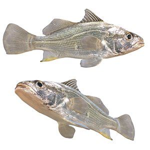 3D Silver Perch fish