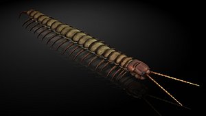 centipede insects model