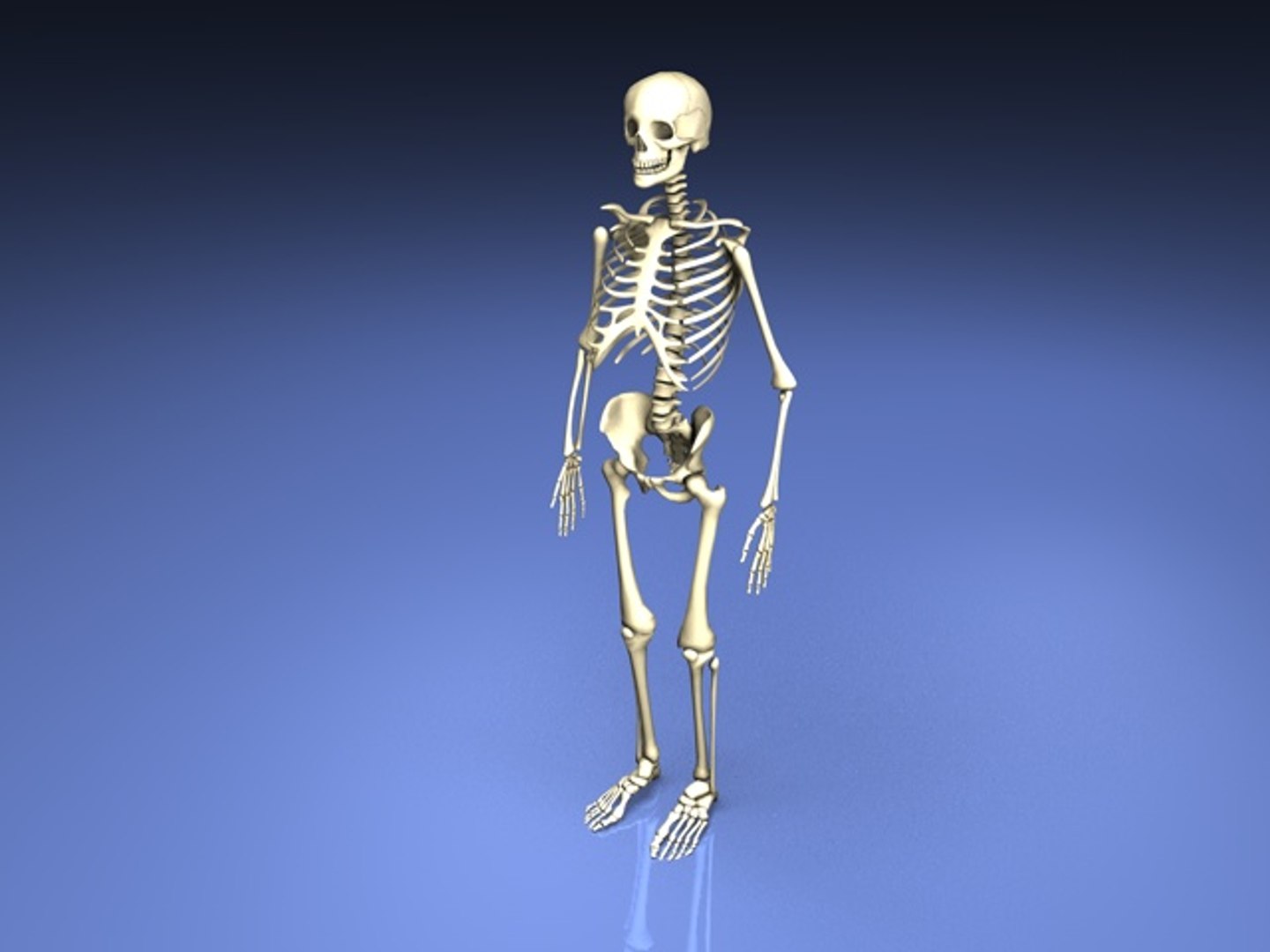 Max Skeleton