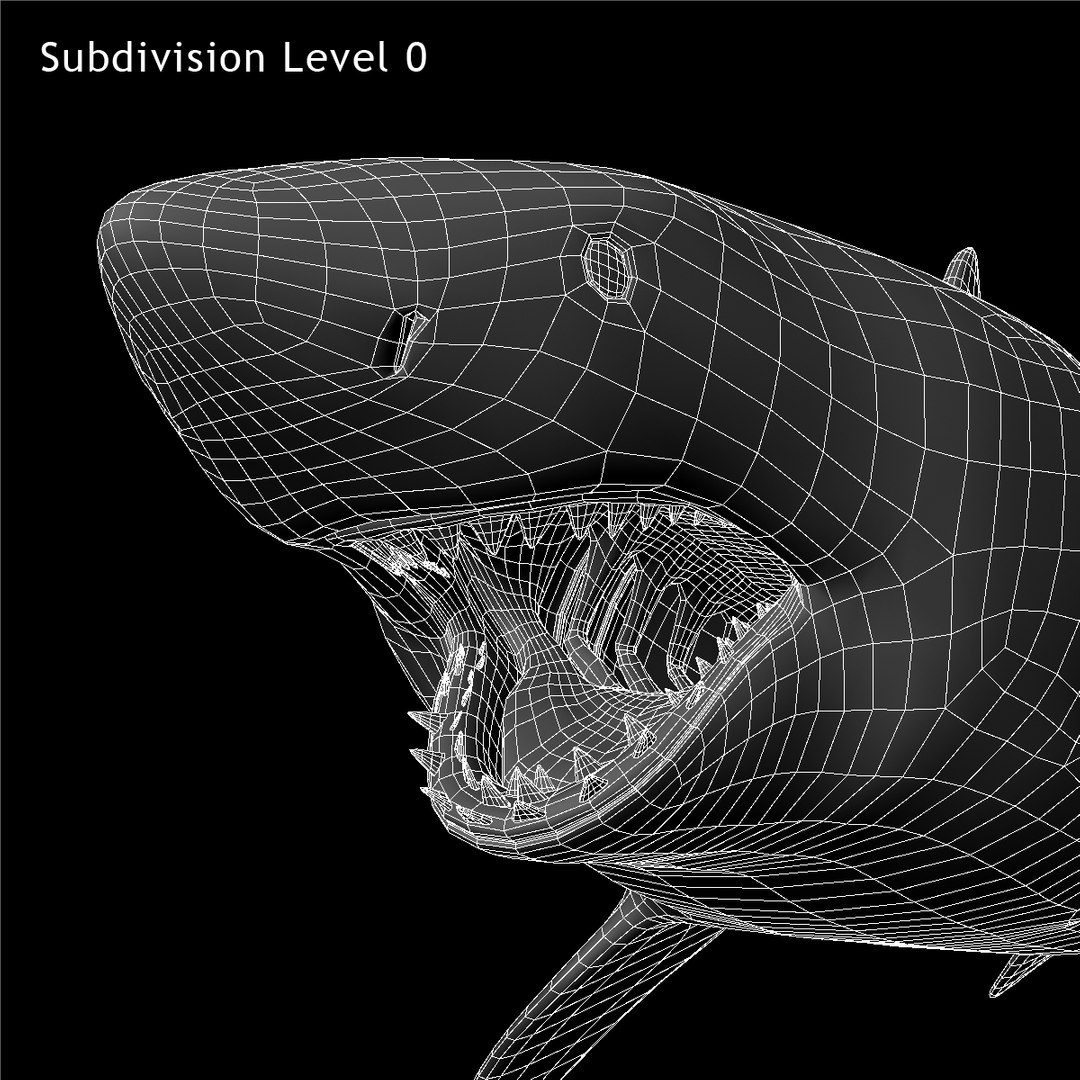 maya carcharodon carcharias great white https://p.turbosquid.com/ts-thumb/h3/tNb6W2/0xyXsTRE/ww05/jpg/1416569329/1920x1080/fit_q87/de118cddc180bf23475ee6b09445ed00383d0fb6/ww05.jpg