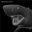 Carcharodon Carcharias 'Great White Shark'