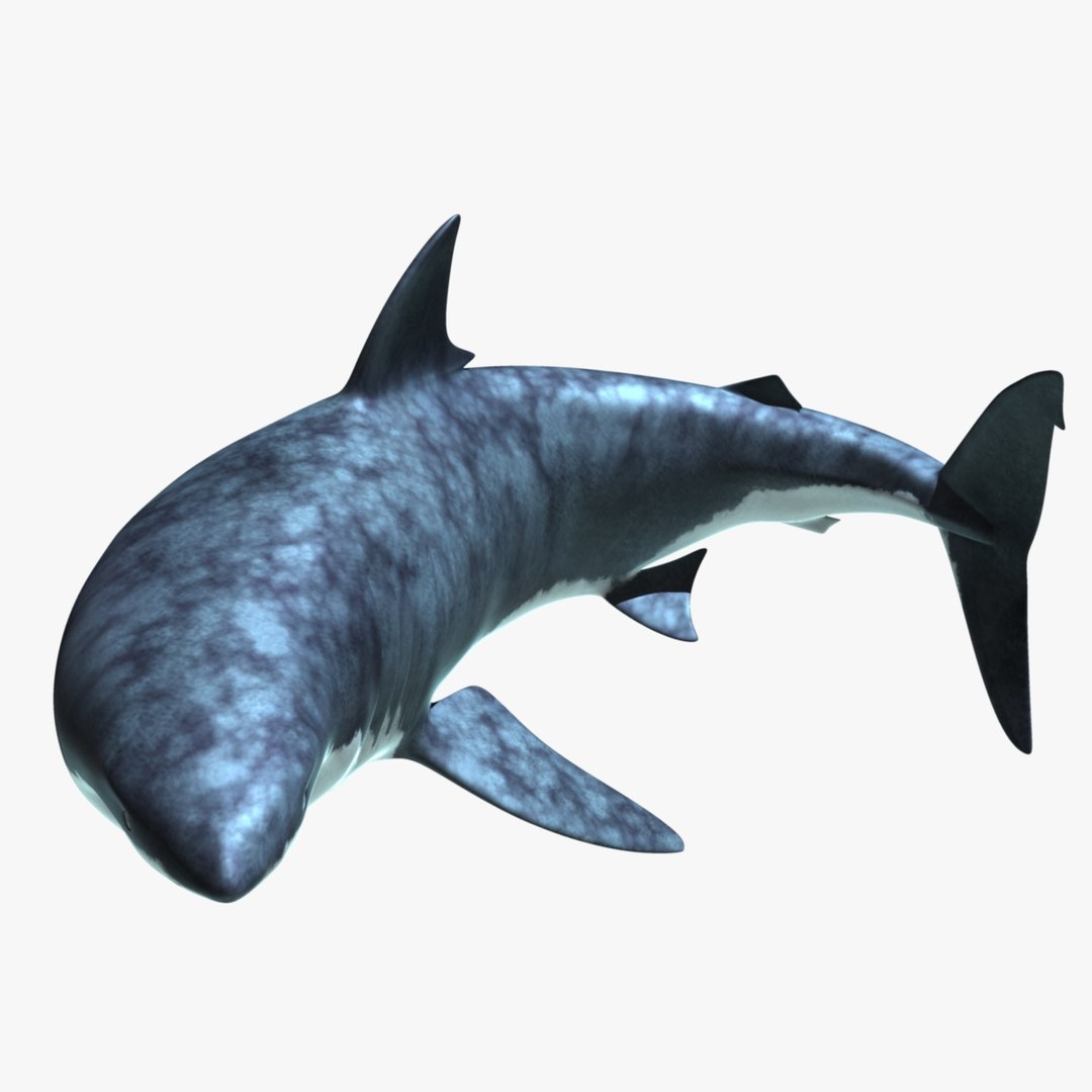 maya carcharodon carcharias great white https://p.turbosquid.com/ts-thumb/h3/tNb6W2/8QnMzoyk/r04/jpg/1416566806/1920x1080/fit_q87/c8ca253744014efe790c9fe697373e736d8841de/r04.jpg