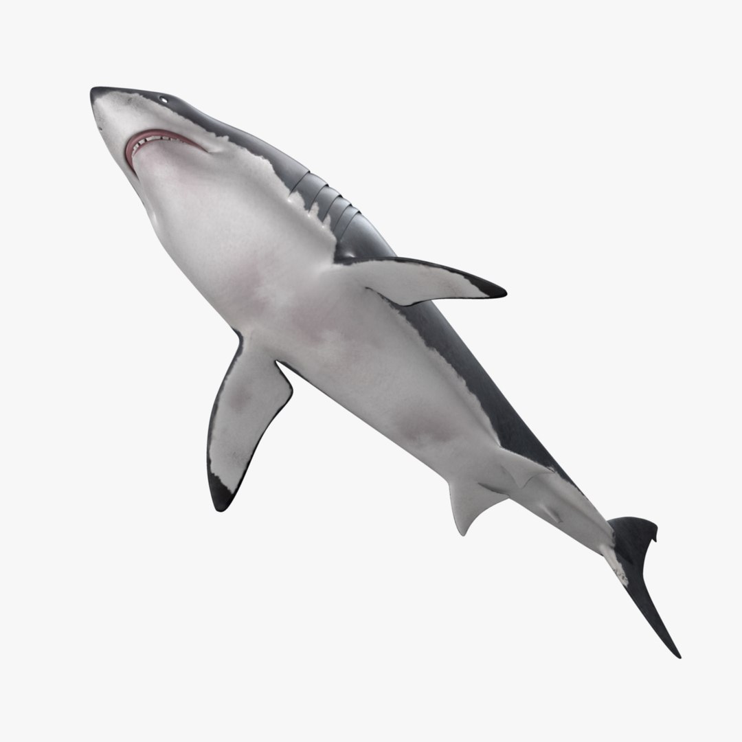 maya carcharodon carcharias great white https://p.turbosquid.com/ts-thumb/h3/tNb6W2/9QBefOk6/r09/jpg/1416570317/1920x1080/fit_q87/d134de9af43cfcd92acbe8be48436c8ec0058cdf/r09.jpg