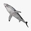 Carcharodon Carcharias 'Great White Shark'