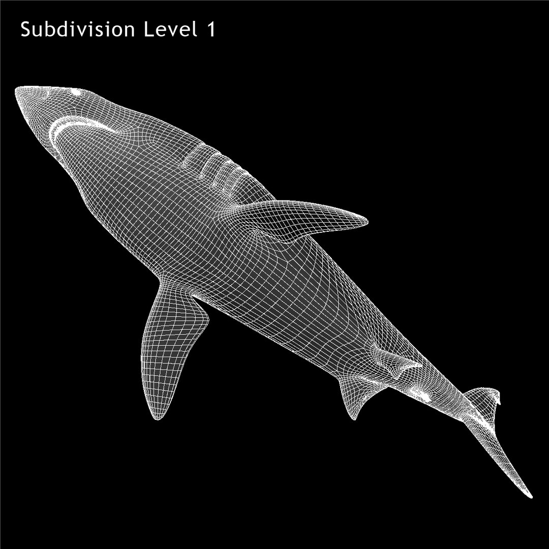 maya carcharodon carcharias great white https://p.turbosquid.com/ts-thumb/h3/tNb6W2/D2vGKzPr/ww02/jpg/1416569328/1920x1080/fit_q87/29764d5c3a13d83c1d4a250deb90b3be0c17468d/ww02.jpg