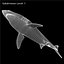 Carcharodon Carcharias 'Great White Shark'