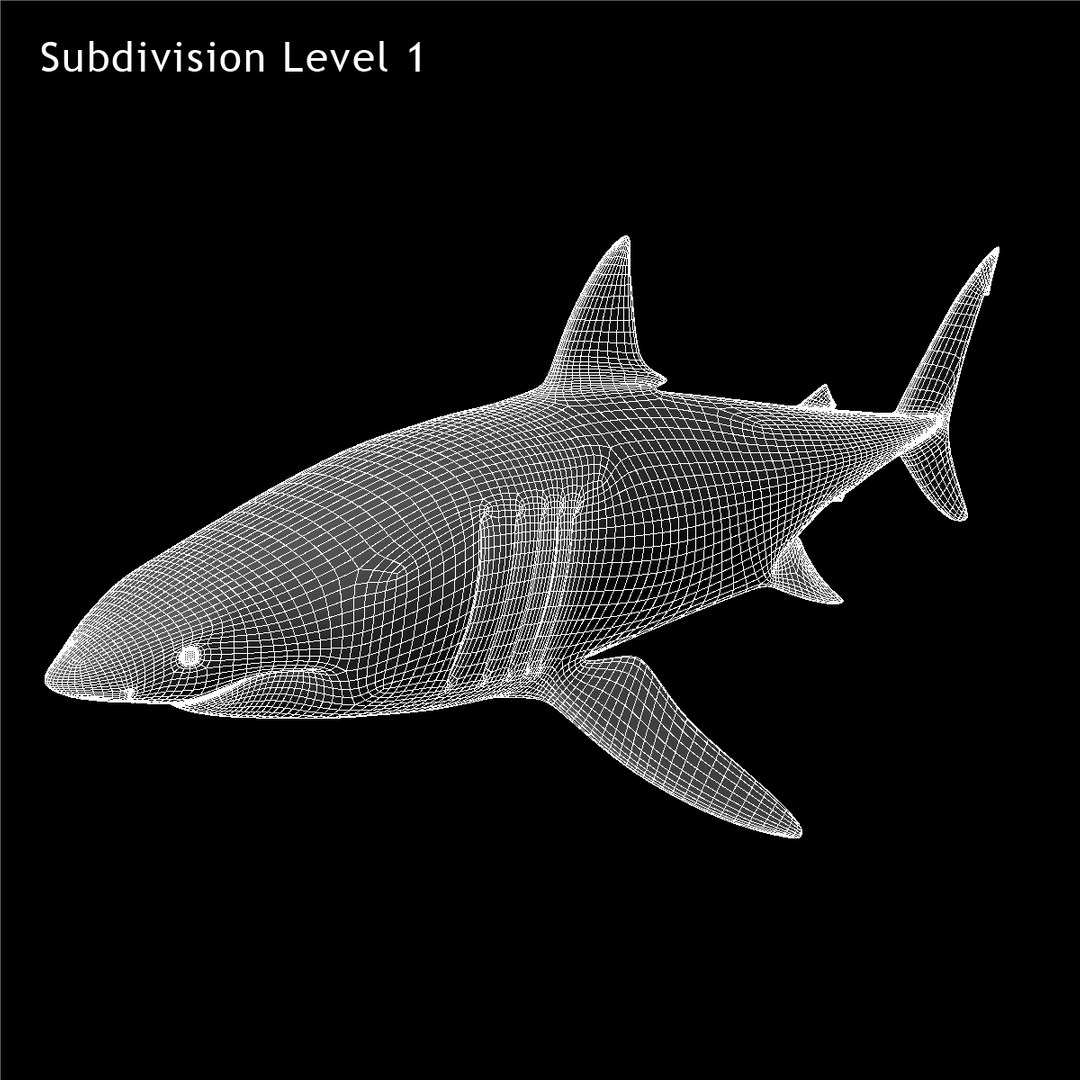 maya carcharodon carcharias great white https://p.turbosquid.com/ts-thumb/h3/tNb6W2/DcsKzfxj/ww04/jpg/1416569328/1920x1080/fit_q87/b45cf26f663164fa28d8c6b6e3439fa49acaa5c8/ww04.jpg