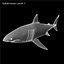 Carcharodon Carcharias 'Great White Shark'