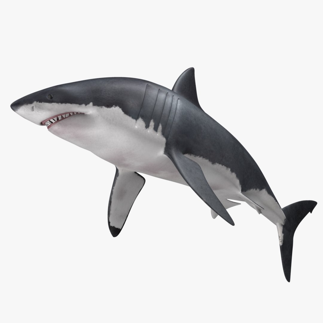 maya carcharodon carcharias great white https://p.turbosquid.com/ts-thumb/h3/tNb6W2/Ekm0BmLr/r05/jpg/1416566806/1920x1080/fit_q87/3e9a53dd27afaaef31d8ee71b91df16eac9f5e0f/r05.jpg