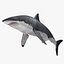 Carcharodon Carcharias 'Great White Shark'