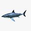 Carcharodon Carcharias 'Great White Shark'