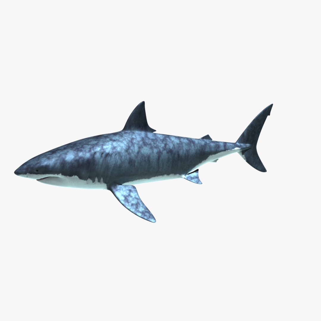 maya carcharodon carcharias great white https://p.turbosquid.com/ts-thumb/h3/tNb6W2/KiK9Bluk/great_white_shark_rot4/jpg/1416569555/1920x1080/turn_fit_q99/536115106958236e8935a0e33e1955884c00ad87/great_white_shark_rot4-1.jpg