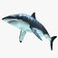 Carcharodon Carcharias 'Great White Shark'